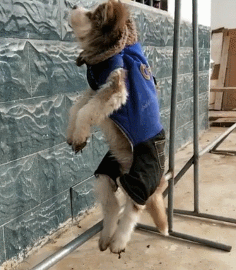 二哈因重复犯错误,被主人吊在半空,难受的汪汪大叫