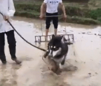 阿拉在想:不对啊,平时拉都是一堆同伴一起拉,我是不是被坑了啊!