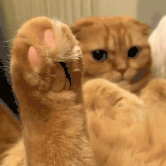 猫就被主人擒住后,生无可恋修起了jiojio毛~~~ 一脸生无可恋,表情真是