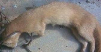 黄鼠狼背着磨盘讨封，让人说好轻，结果却说了好重，竟把它压死了