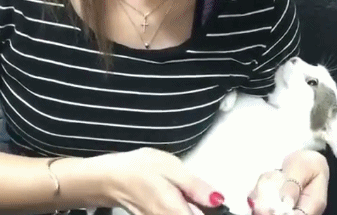 主人给猫咪剪指甲,猫咪一脸生无可恋,小表情真是绝了