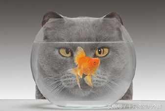 猫咪最爱吃食物排行版,铲屎官你猜对了吗