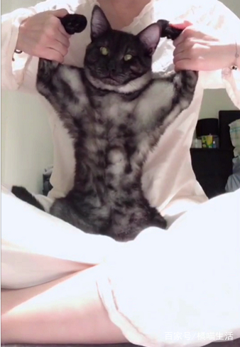 看起来超瘦的一只猫，原来是只肌肉猫!网友看呆:还是倒三角身材