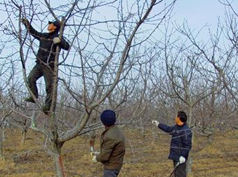 樱桃树修剪的方法?