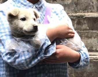 一个小水沟边的意外收获,一只白色的小流浪狗躲在石头洞里
