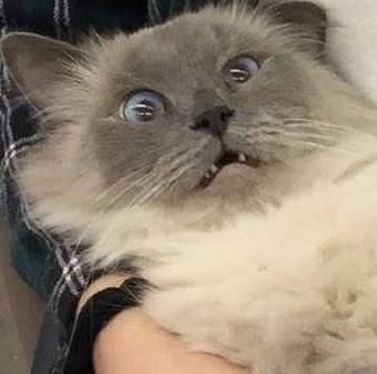 猫咪一听到剪指甲,表情就一脸惶恐
