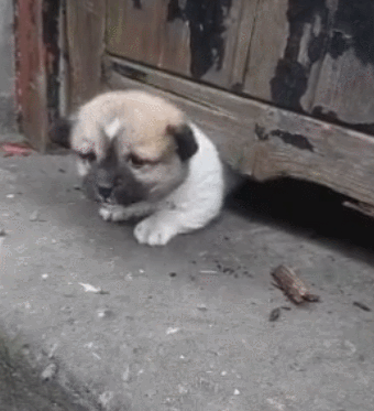 小土狗进出五次,害怕陌生人伤害,又想和陌生人玩!