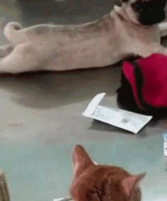 猫咪被带去绝育会恨主人,医生,同台的宠物,怎么样让猫