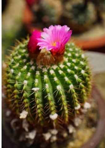 怀孕了适合养什么植物这绿植家有孕妇就很适合养