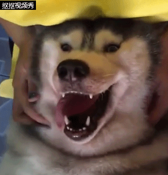 (图片素材整理自网络) 二哈:别逼老子咬舌自尽!