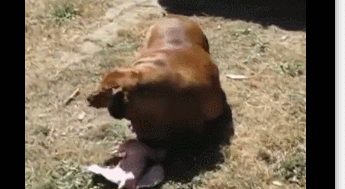 31公斤的腊肠犬胖成牛!走路肥肚都拖地,这是犬科……爬行动物