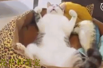 给猫咪买了一个窝,一看猫咪的睡姿,主人憋不住笑了