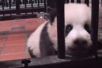 囧哥:网红不好当,熊猫也加班