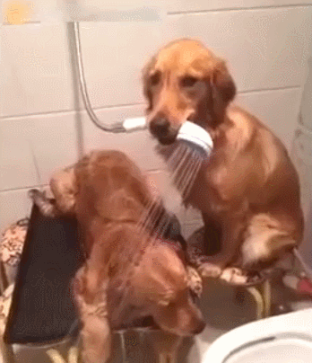 狗狗给狗弟洗澡,还懂专业搓澡,一看就是老司机