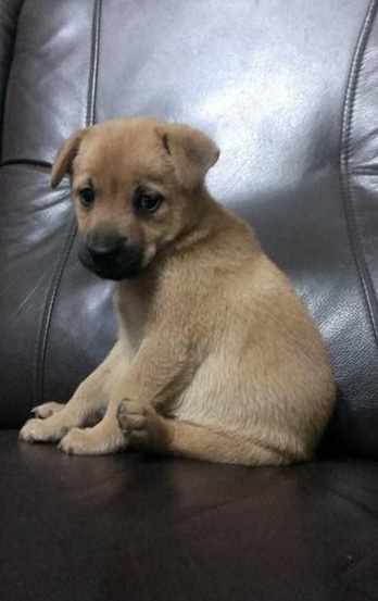 为土狗正名 中国土狗不是最坏的 中国土狗