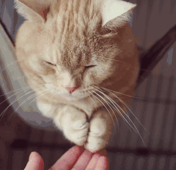 自从知道自己主人去过猫咪咖啡馆以后,自家的猫咪就整天这个样子