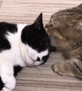 壁纸 动物 狗 狗狗 猫 猫咪 小猫 桌面 349_388 gif 动态图 动图
