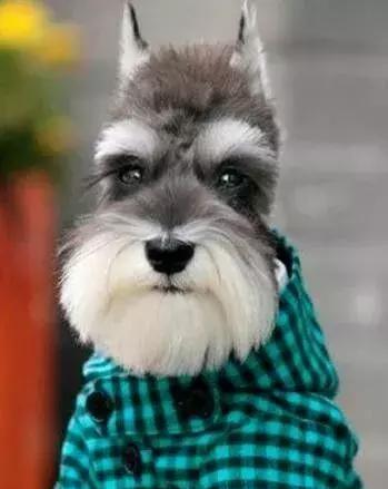 百变雪纳瑞造型|雪纳瑞|造型|百变