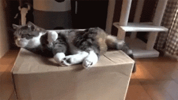 猫咪差点被纸箱子害死，为什么还是对它爱不释手？