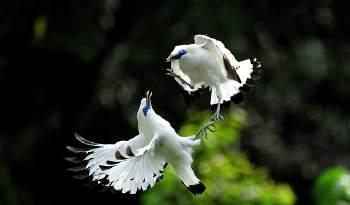 想让八哥说话就一定要把它的舌头给剪掉吗?