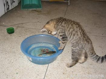 猫咪最爱吃食物排行版,铲屎官你猜对了吗