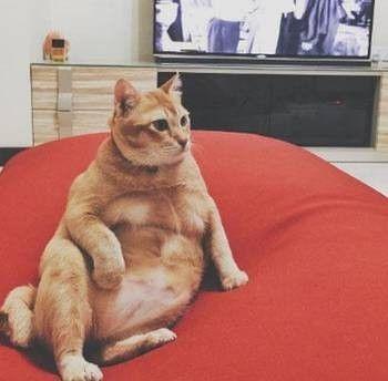 橘猫这种多肉动物究竟可以胖到什么程度?看完让我大开