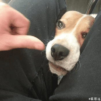 狗狗,什么原理按一下鼻子你就舔一下啊?