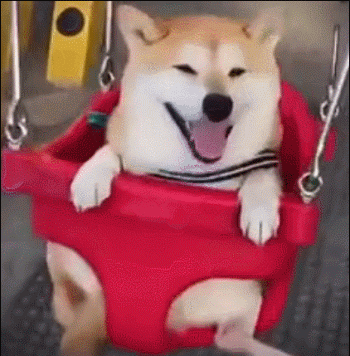 大家第一反应应该都是表情包 今天,小七就来分享一波柴犬的表情包