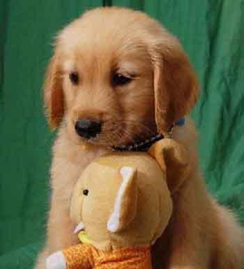 金毛的心理(撒娇、服从、高兴、诉求等)对应的