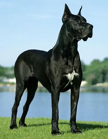 世界上体型最大品种的狗狗