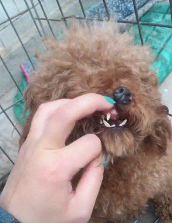 女子偶然发现刚买的泰迪牙齿没几颗, 找商家理论才发现其中的猫腻