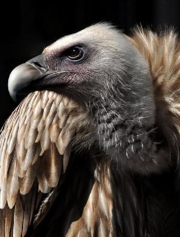 明星养的十大怪异宠物,看看你家爱豆有没有在