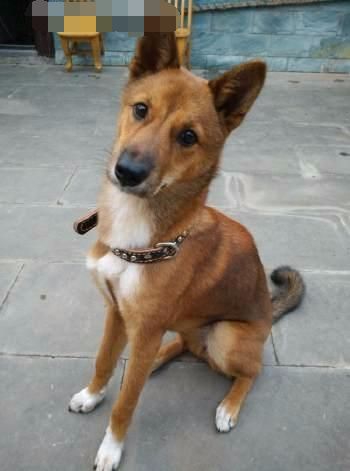 土狗让自家名贵犬怀孕可否要求土狗主人赔偿