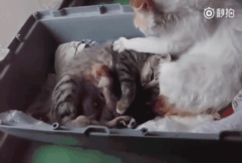 猫妈在喂奶,猫爸帮它按摩:辛苦你了,要是能行,我肯定自己来!