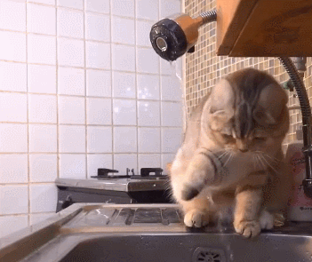 主人洗完碗后忘关水龙头 接下来猫咪就陷入进去了