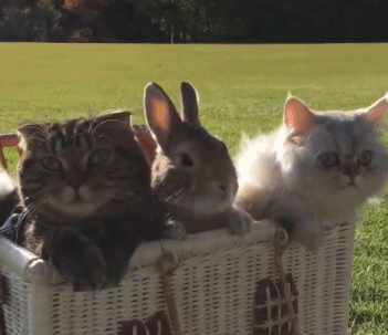 搞笑gif图片:猫咪的好奇心,永远都是那么强