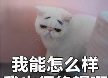 可爱猫咪表情包带字表情包