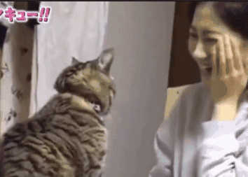 女主人跟猫咪要亲亲,结果被打脸,女主人顿时懵了!