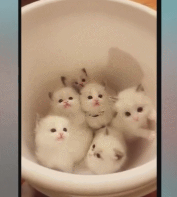 小奶猫被困桶里,表情呆萌可爱,心都要被萌化了!