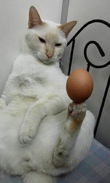 猫可以吃鸡蛋吗?