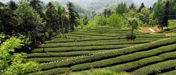 蒙顶山扬子江中水，蒙山顶上茶