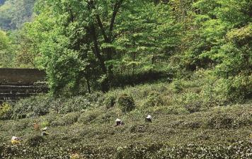 蒙顶山扬子江中水，蒙山顶上茶