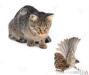 猫咪最爱吃食物排行版,铲屎官你猜对了吗