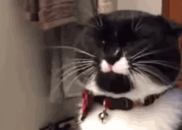 给猫咪洗澡最难?洗完吹干才是真正的地狱难度