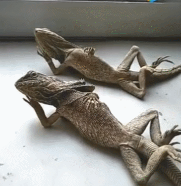 二只蜥蜴躺着看电视,躺下的姿势,秒杀葛优躺的姿势!