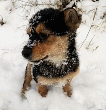 野外遇到流浪小狗,在雪地中发抖,又冷又饿!
