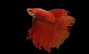 斗鱼要怎么养 斗鱼常见病及解决办法有哪些呢