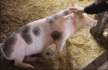 壁纸 动物 狗 狗狗 360_233 gif 动态图 动图