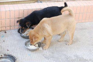 中华田园犬:现在很少人养的土狗的原因