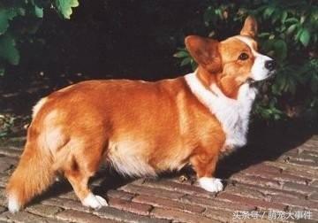 原来柯基的尾巴这么大一根，还是没有尾巴的狗好看